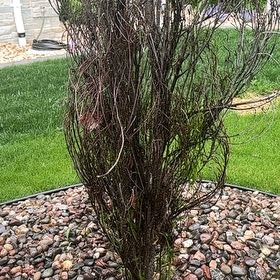 Photo of the plant species Fine Line Buckthorn by @AceRhodora69 named ChloroPhil on Greg, the plant care app
