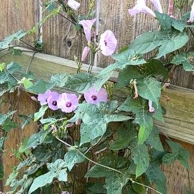 Photo of the plant species Tievine by @NeatAloevera22 named Athena on Greg, the plant care app