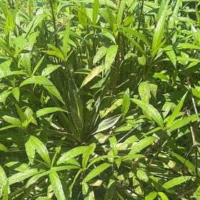Photo of the plant species Mexican Bluebell by @NeatAloevera22 named Gregarious on Greg, the plant care app