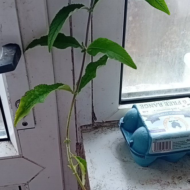 Photo of the plant species Bladder Campion by @FoxySoursop16 named Tree Diddy on Greg, the plant care app