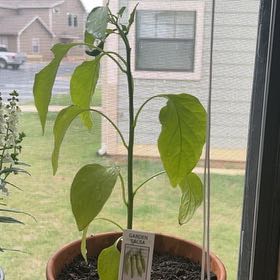 Photo of the plant species Garden Salsa Pepper by @BigCooperi15 named Zeus on Greg, the plant care app