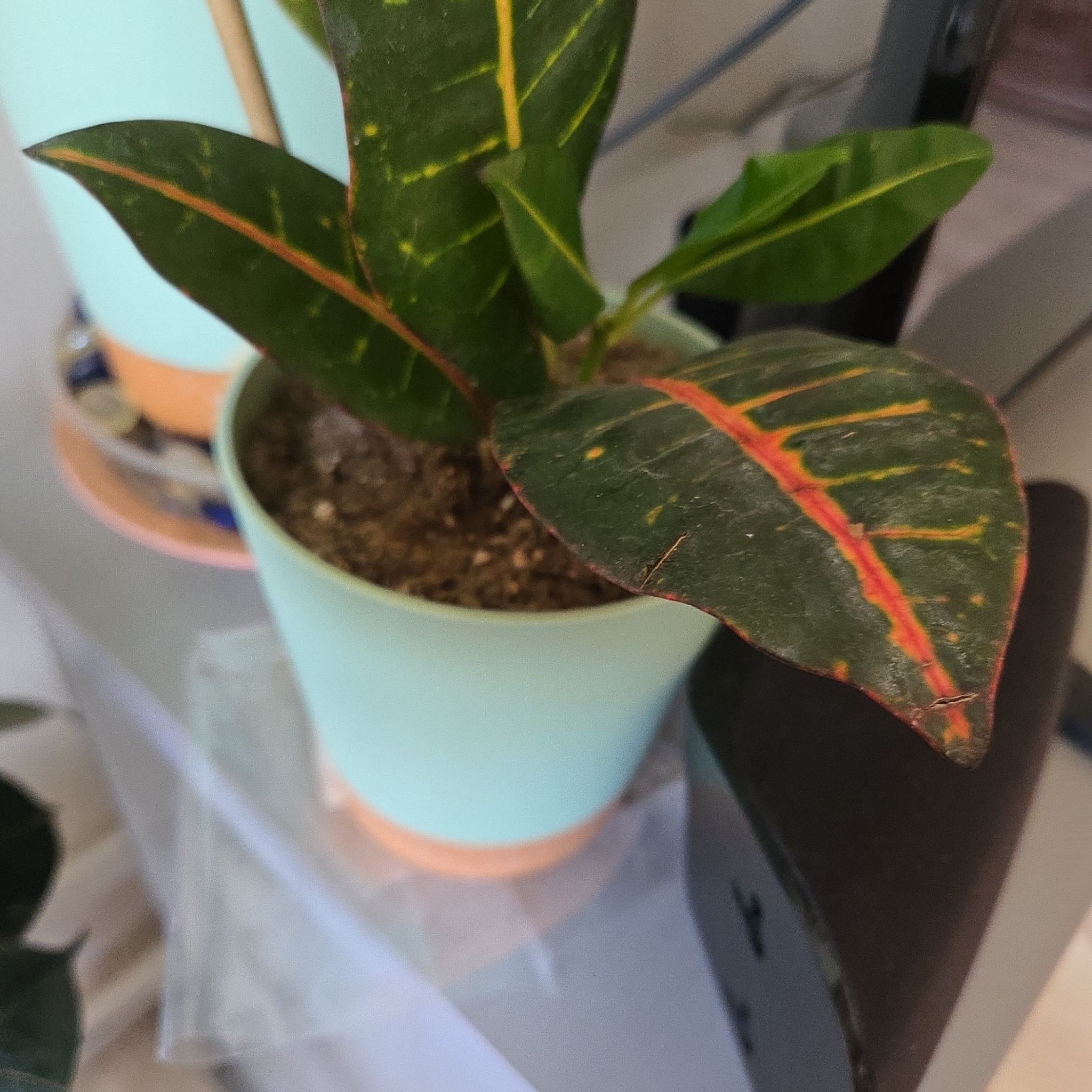 Photo of the plant species Prayer Plant by @SapientMastic41 named Spike Leaves on Greg, the plant care app