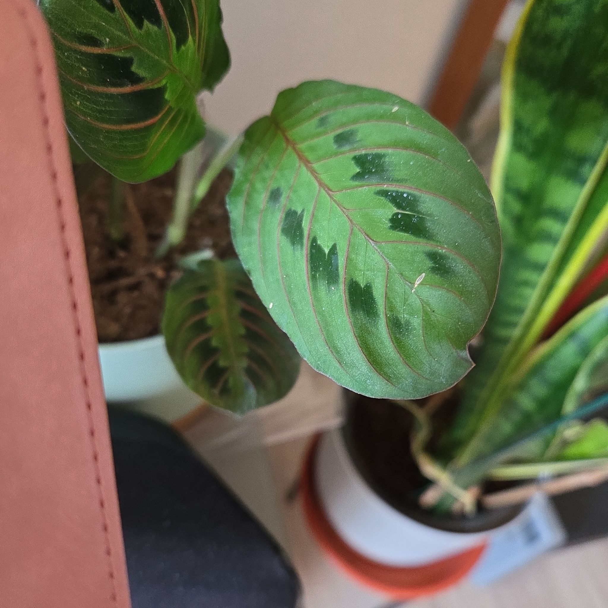 Photo of the plant species Red Calathea by @SapientMastic41 named Petra on Greg, the plant care app