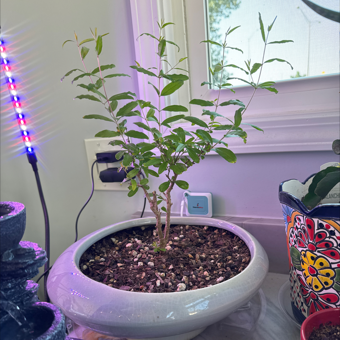 Photo of the plant species Dwarf Pomegranate by @FlowerLove79 named Little Queen on Greg, the plant care app