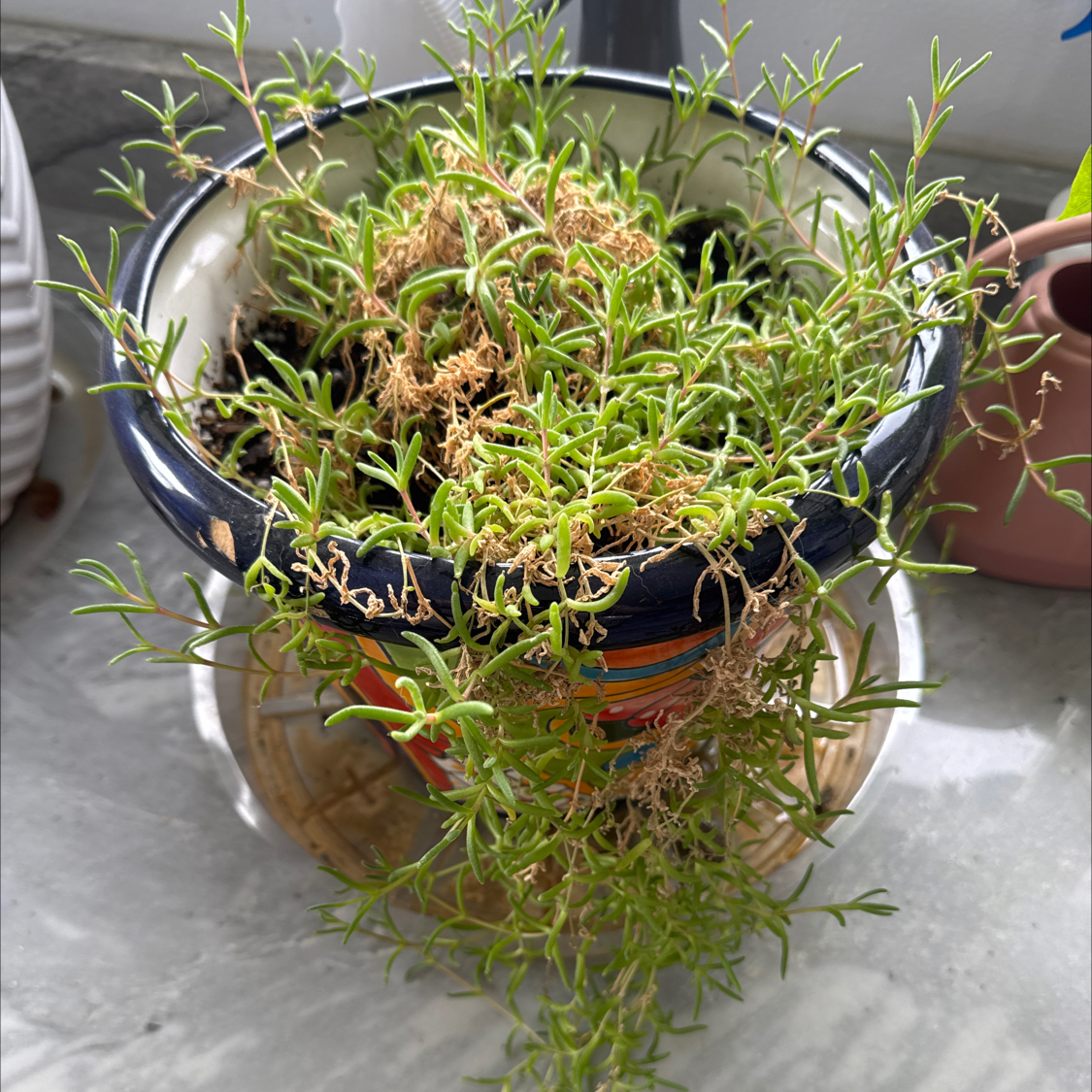 Photo of the plant species pink ice plant by @FlowerLove79 named Aria on Greg, the plant care app