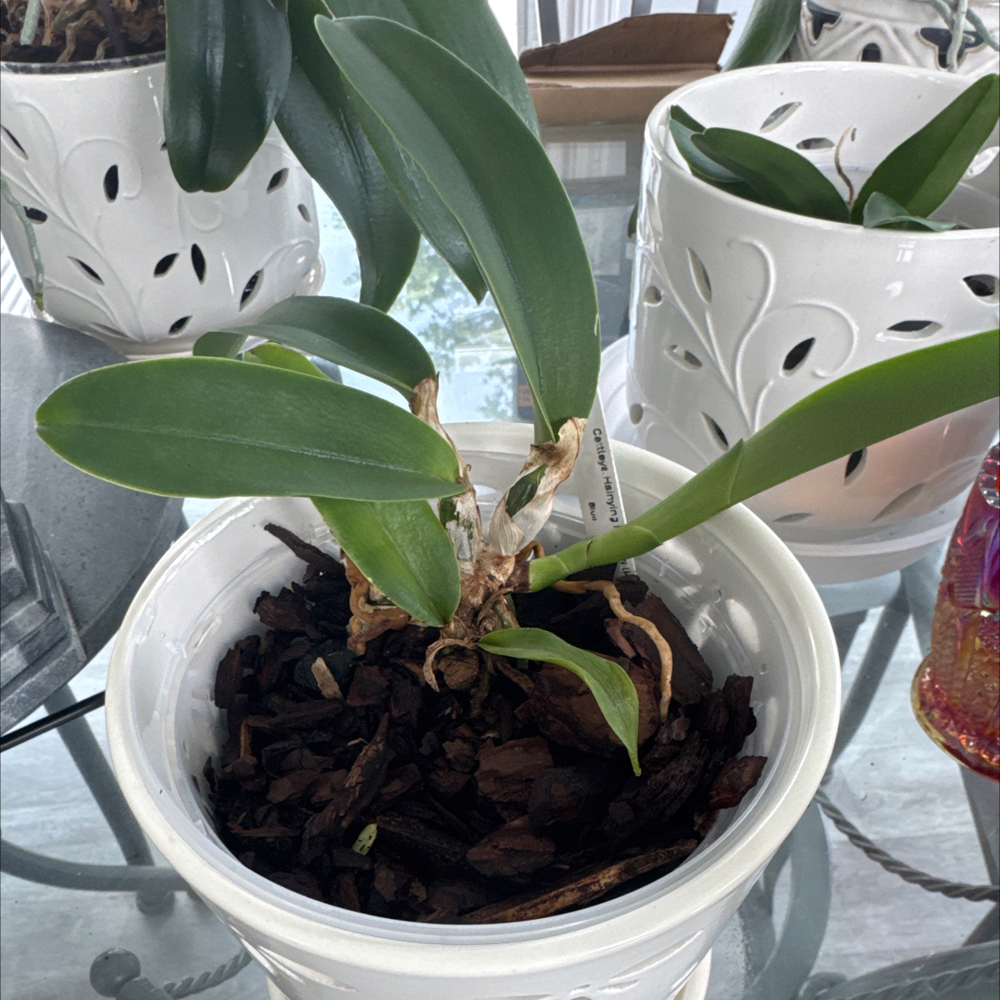 Photo of the plant species Cattleya Orchid by @FlowerLove79 named Coco on Greg, the plant care app