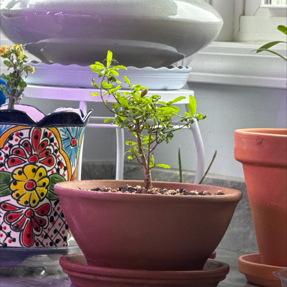 Photo of the plant species Dwarf Pomegranate by @FlowerLove79 named Alaina on Greg, the plant care app