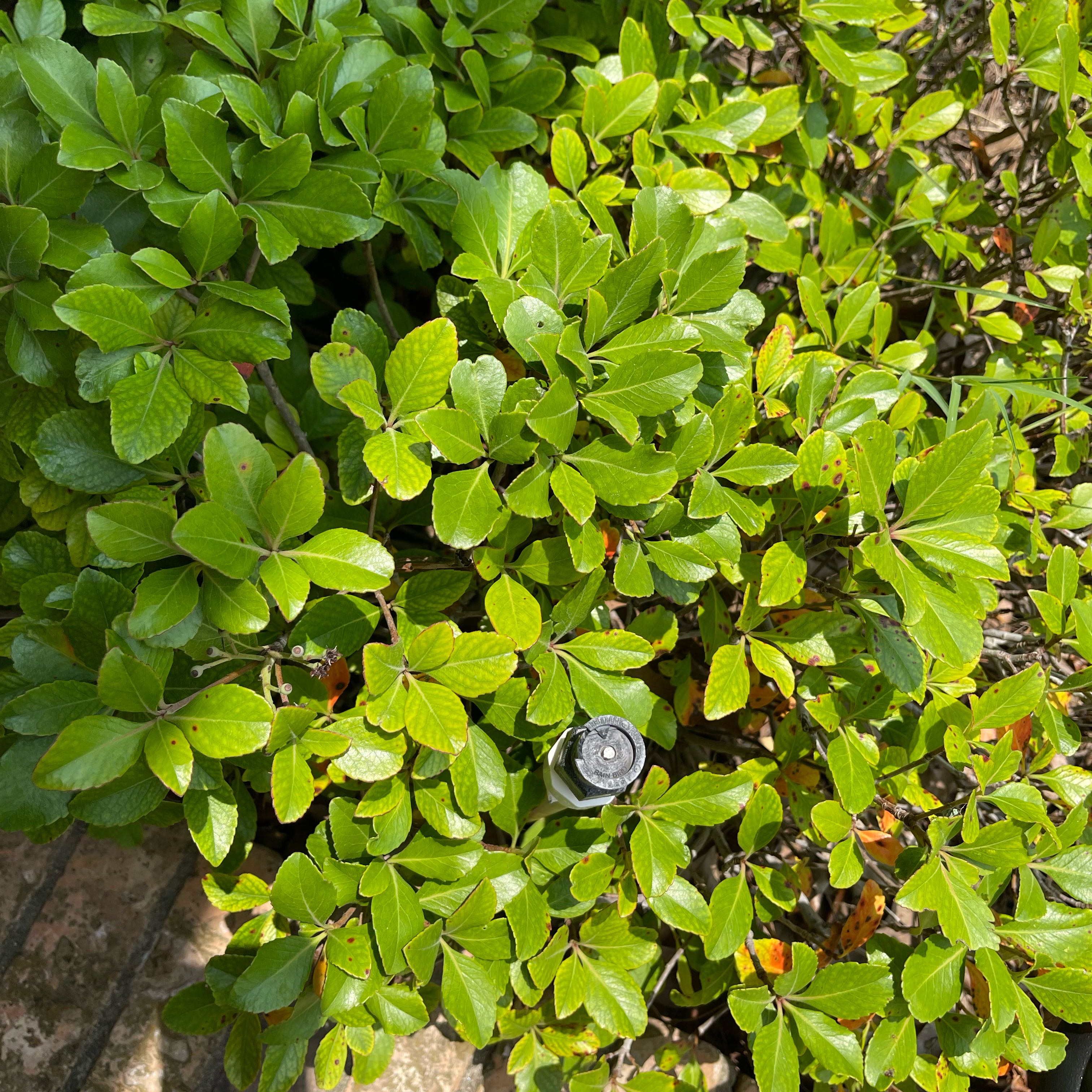 Photo of the plant species Dwarf Yaupon Holly by @SelectBucaneve named Harry on Greg, the plant care app