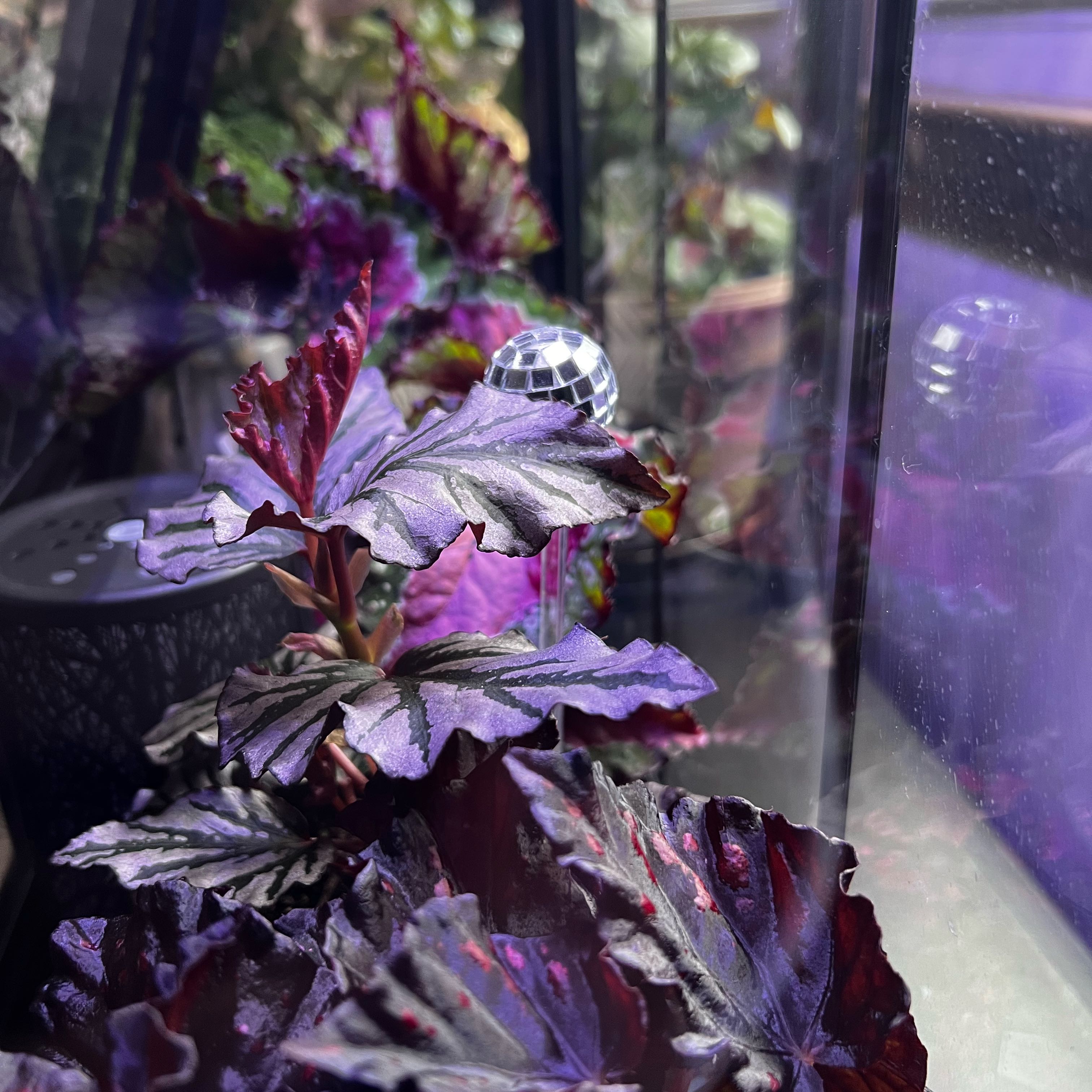 Photo of the plant species Begonia Kismet by @DrivenJubaea51 named Dax on Greg, the plant care app