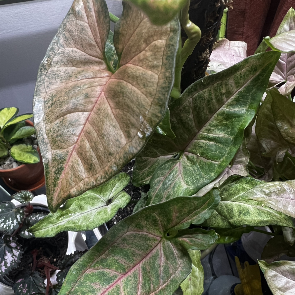 Photo of the plant species Pink Flecked Syngonium by @DrivenJubaea51 named Elle on Greg, the plant care app