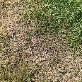 Photo of the plant species Zoysia Grass by @ZippyLipandra62 named Diana on Greg, the plant care app