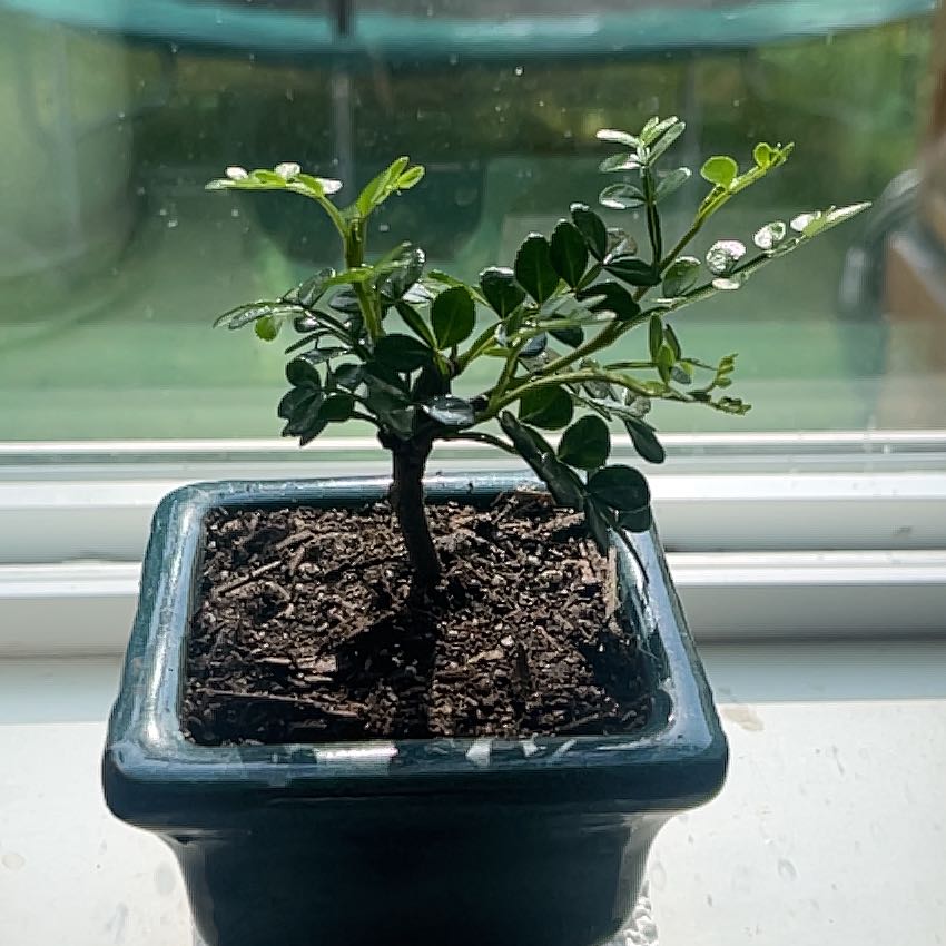 Plant care for Dorrigo Pepper on Greg, the plant care app