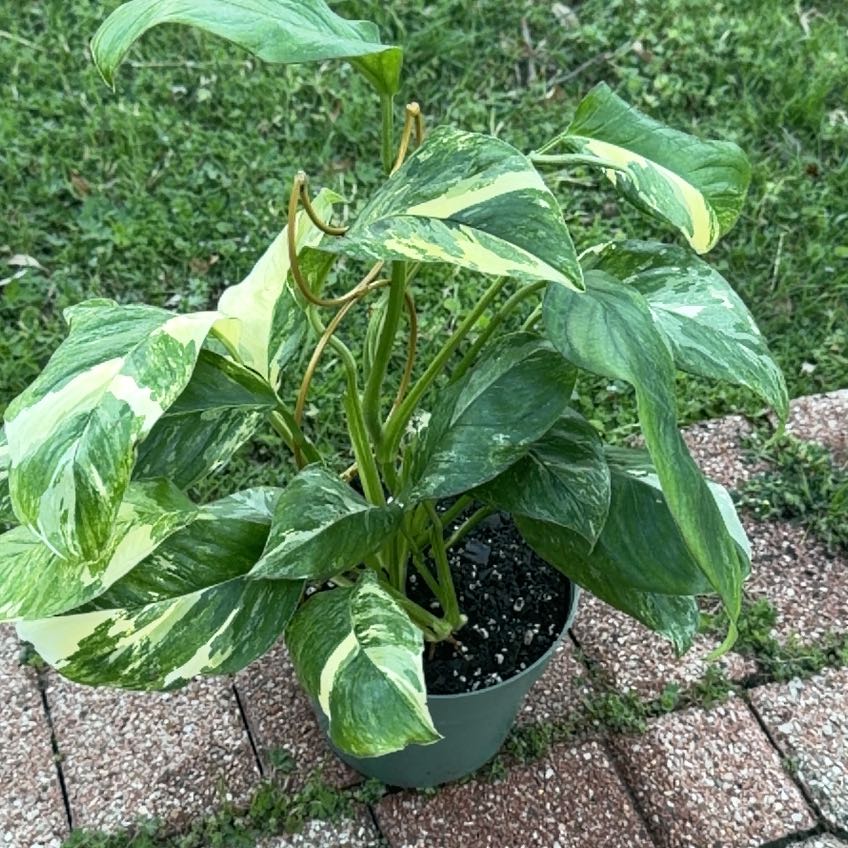 Photo of the plant species Monstera Gilded Glory by @ItisMacho named Scarlett on Greg, the plant care app