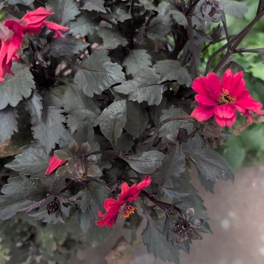 Photo of the plant species Rose Of Sharon by @TopWinika57 named Harmony on Greg, the plant care app