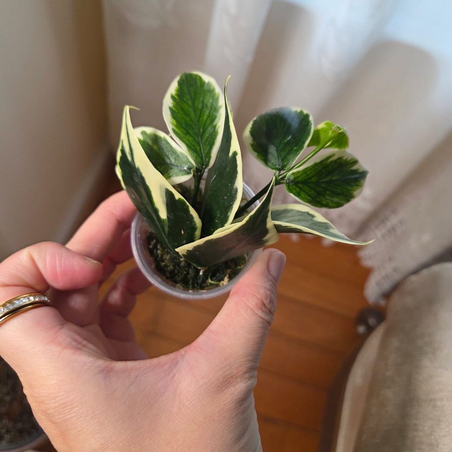 Photo of the plant species Hoya Poly Albo by @SaintlyBanana92 named Fernie Mac on Greg, the plant care app