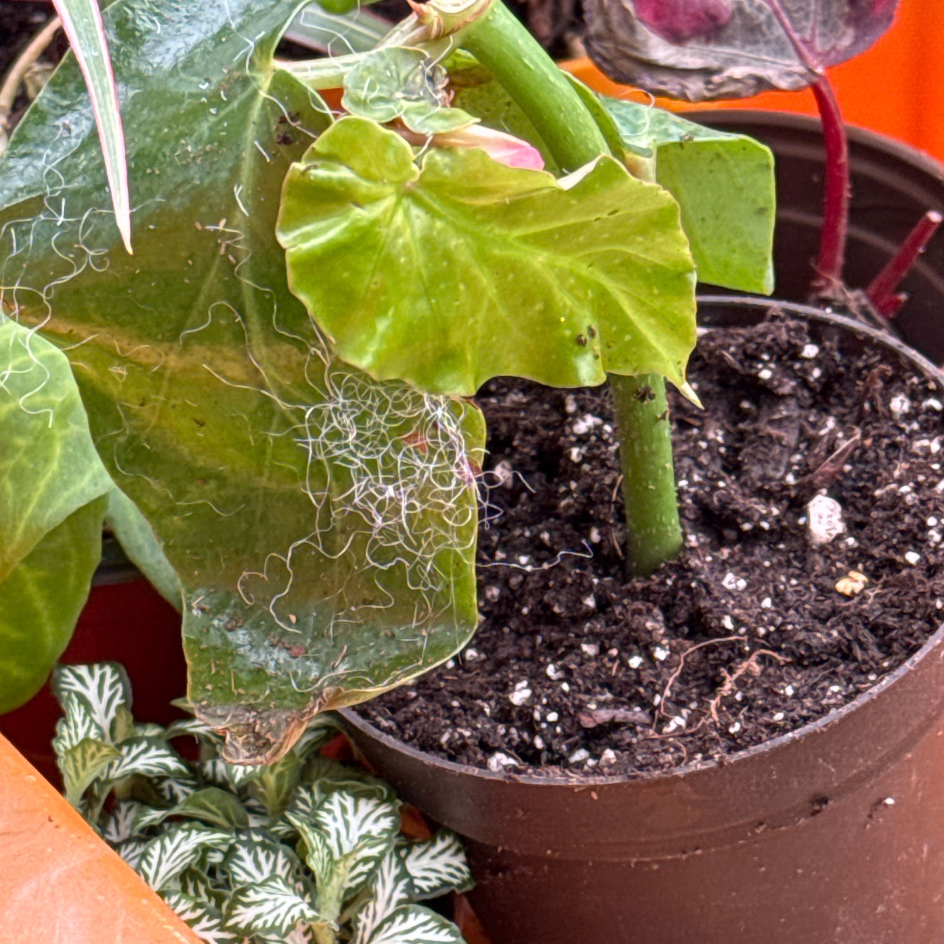 Photo of the plant species Begonia decora by @PunctualRedfir named Nemo on Greg, the plant care app