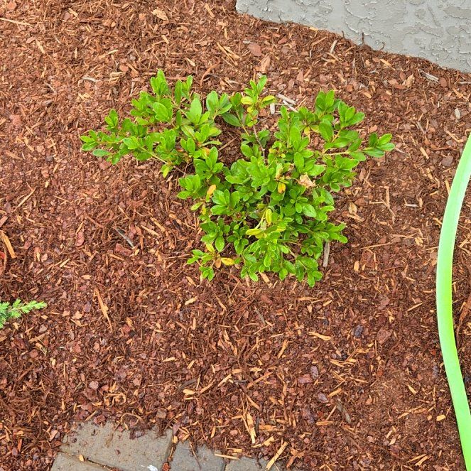 Photo of the plant species Azalea by @NewTarbush91 named Oscar on Greg, the plant care app