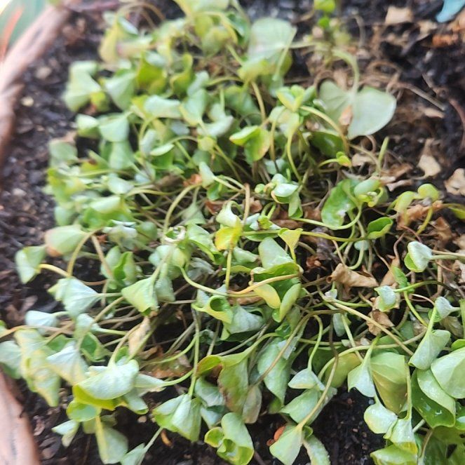 Photo of the plant species Indian Lettuce by @ExuberantTawa35 named Clooney on Greg, the plant care app
