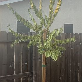 Photo of the plant species Natchez Crape Myrtle by @SacredTeatree68 named Sigmund on Greg, the plant care app