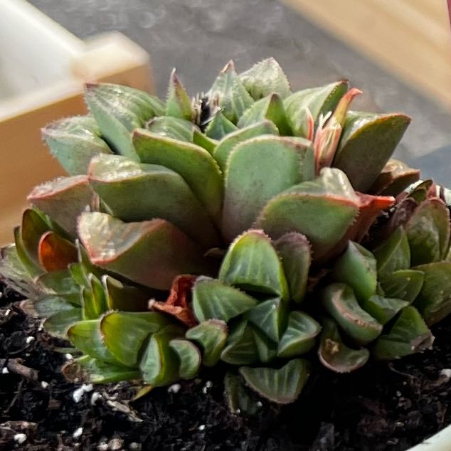 Photo of the plant species Haworthia emelyae by @ZestMugwort22 named John Doe on Greg, the plant care app