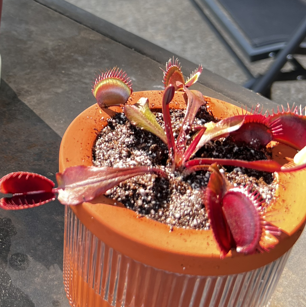 Photo of the plant species Red Dragon Fly Trap by @ZestMugwort22 named Toothless on Greg, the plant care app