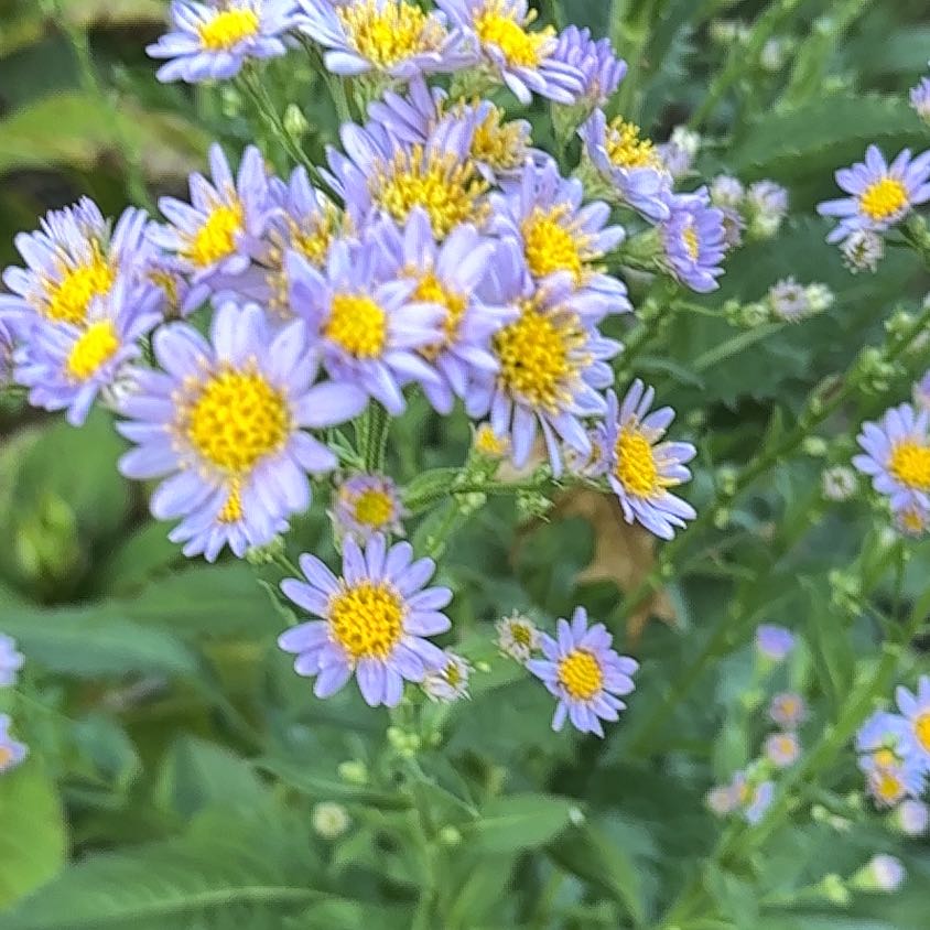 Photo of the plant species Garden Aster by @HardyRemuremu2 named Taylor Swift on Greg, the plant care app