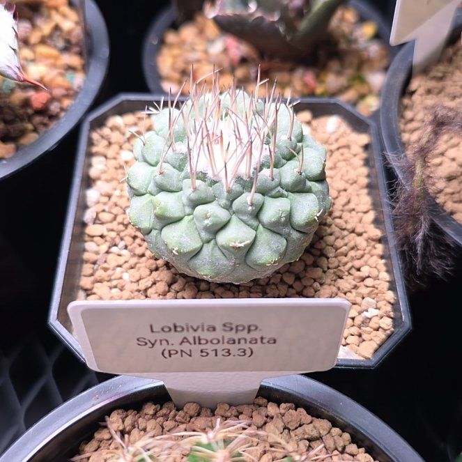 Photo of the plant species Strombocactus by @NewDeerberry15 named Sigmund on Greg, the plant care app