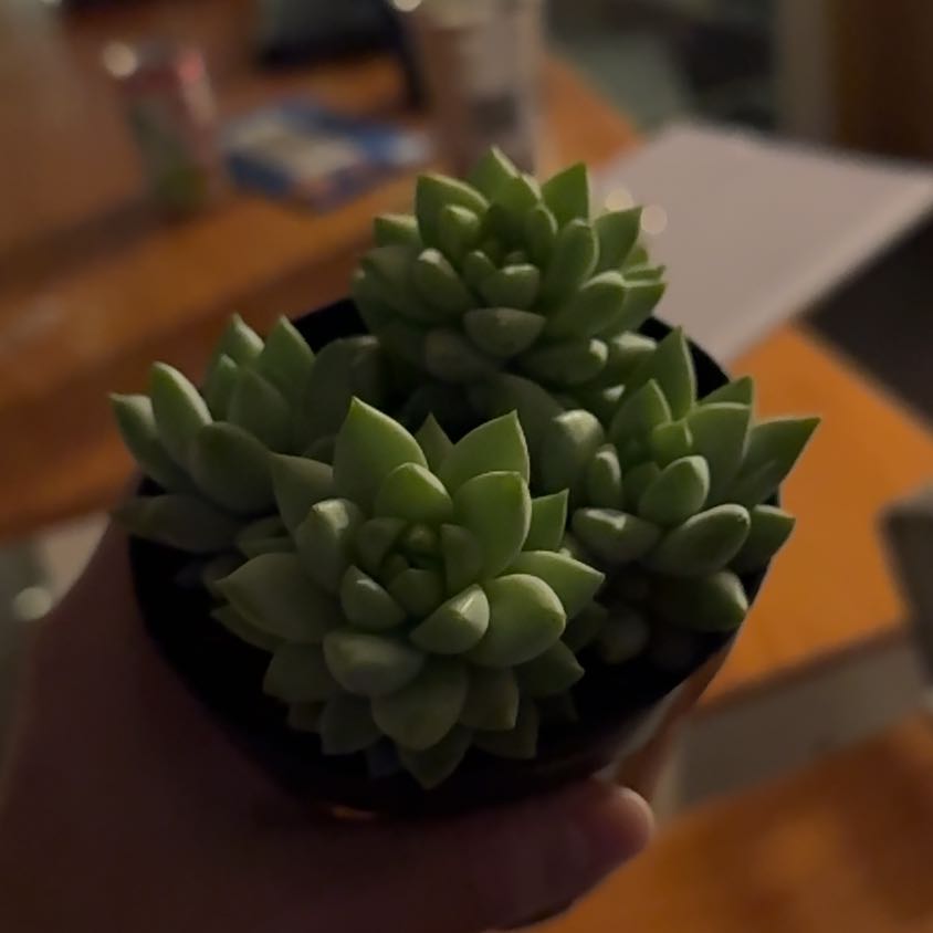 Photo of the plant species Sedeveria 'Peridot Passion' by @AssuredRedtree named Harmony on Greg, the plant care app