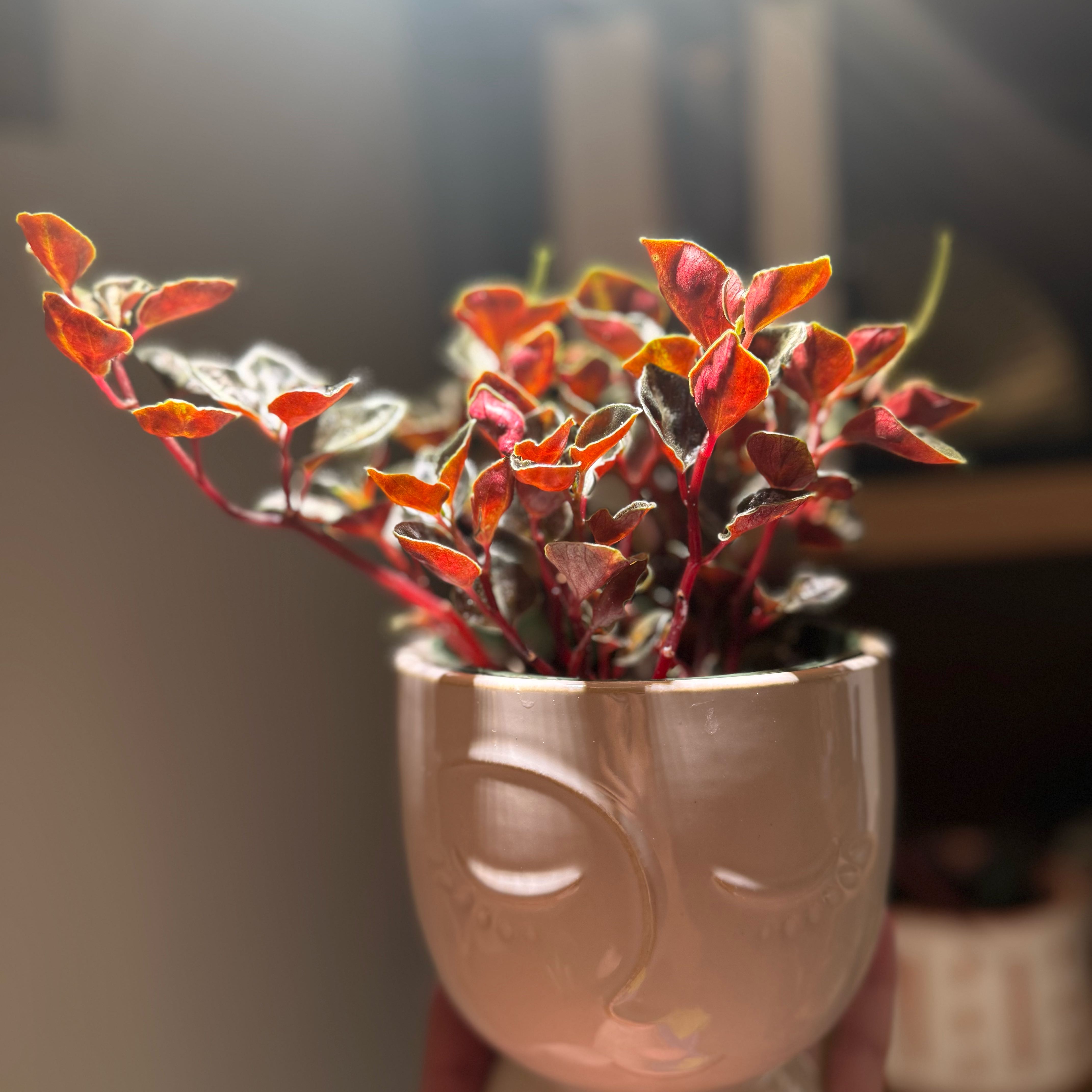 Photo of the plant species Red Tree by @LuckyCactus93 named James Dean on Greg, the plant care app