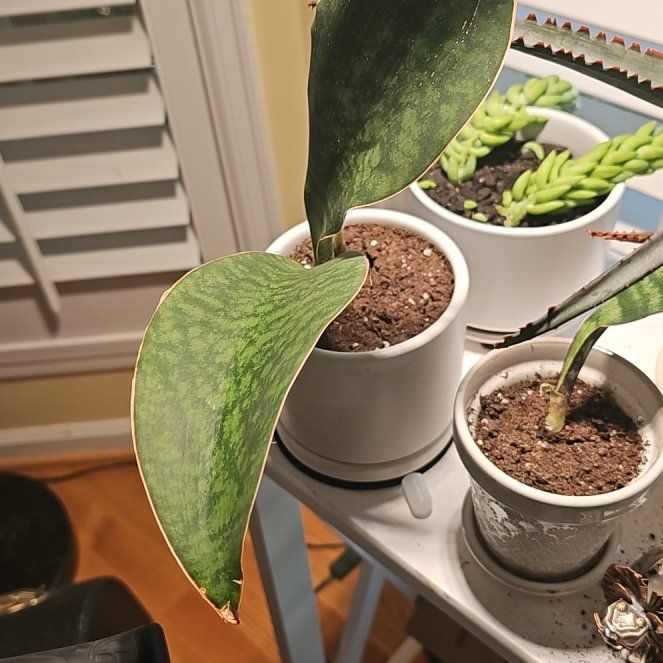 Photo of the plant species Sansevieria by @SpeedyPansy23 named Wall-E on Greg, the plant care app