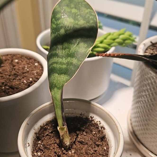 Photo of the plant species Sansevieria by @SpeedyPansy23 named Sonora on Greg, the plant care app