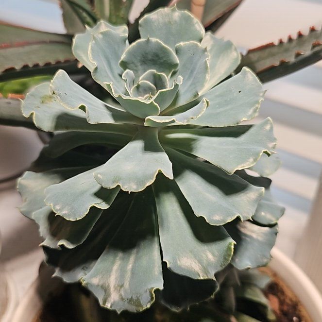 Photo of the plant species Echeveria 'Blue Frills' by @SpeedyPansy23 named Fernie Mac on Greg, the plant care app