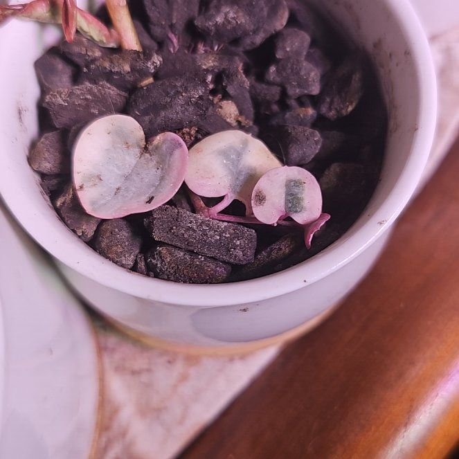 Photo of the plant species Ceropegia Woodii Variegata / String of Hearts Variegated by @SpeedyPansy23 named Gregarious on Greg, the plant care app