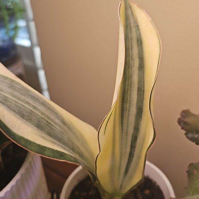 Photo of the plant species White Snake Plant by @SpeedyPansy23 named Apollo on Greg, the plant care app