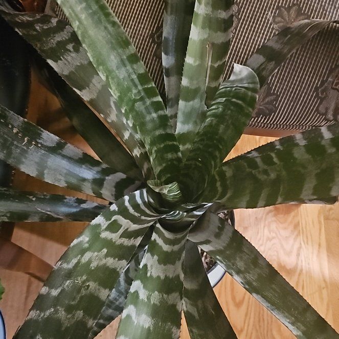 Photo of the plant species Amazonian Zebra Plant by @SpeedyPansy23 named Emerson on Greg, the plant care app