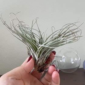 Photo of the plant species Houston Air Plant by @ZingyGloriosa49 named Achilles on Greg, the plant care app
