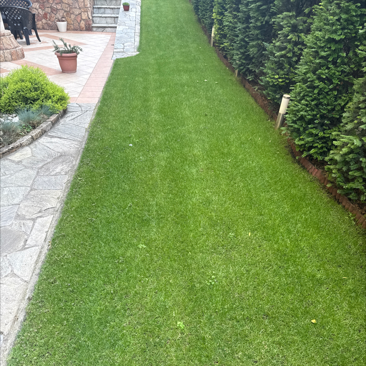 Photo of the plant species Perennial Ryegrass by @WorkableDidelta named Taylor Swift on Greg, the plant care app