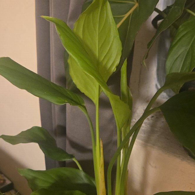 Photo of the plant species Chinese Evergreen by @BoldSmithscress named Winston on Greg, the plant care app