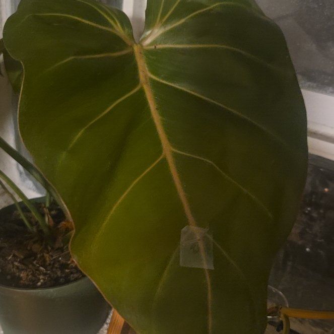 Photo of the plant species Philedendron Summer Glory by @BoldSmithscress named Hemingway on Greg, the plant care app