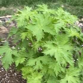 Photo of the plant species Candle Larkspur by @AceApplerose91 named Aria on Greg, the plant care app