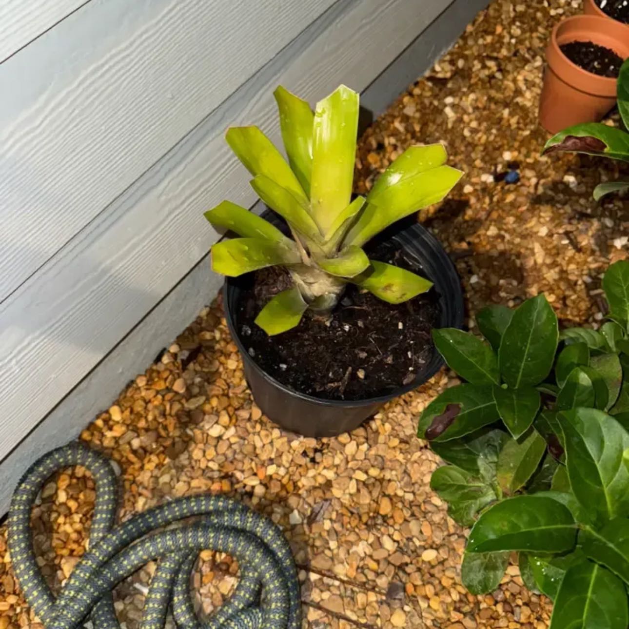 Photo of the plant species Bromeliad Medusa by @ClearFrithia35 named Marinalva on Greg, the plant care app