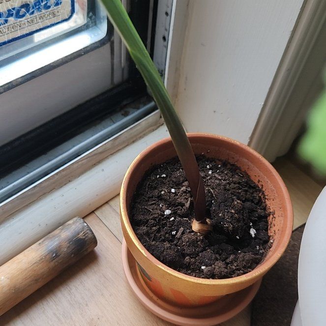 Photo of the plant species Gladiolus 'Timy' by @ZestyJade34 named Marley on Greg, the plant care app