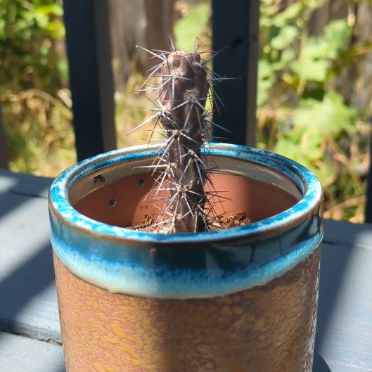 Photo of the plant species Buckhorn Cholla by @TraveledAnise named Sherlock on Greg, the plant care app