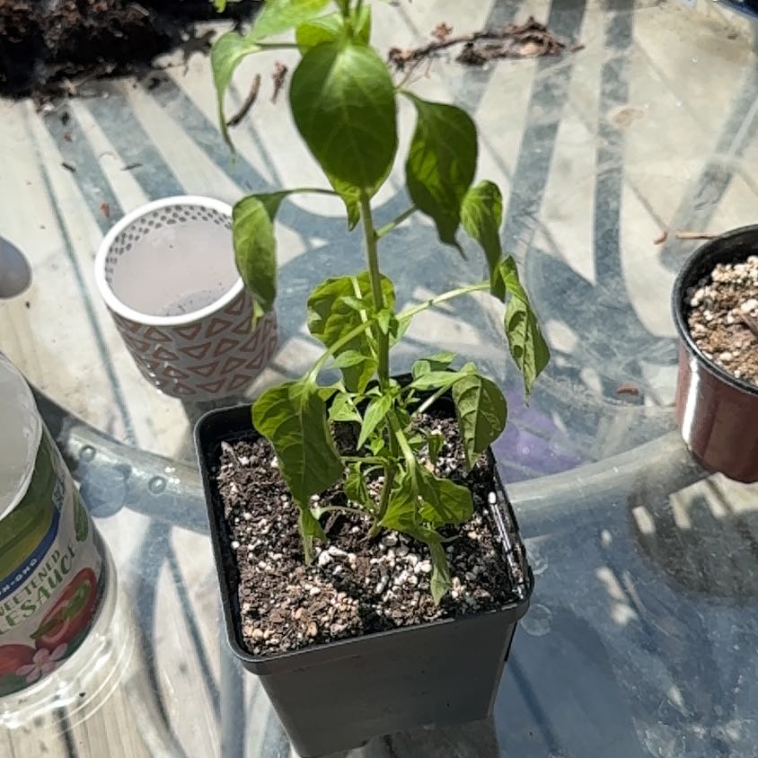 Photo of the plant species Thai Hot Pepper by @VipFreesia34 named Treeyoncé on Greg, the plant care app