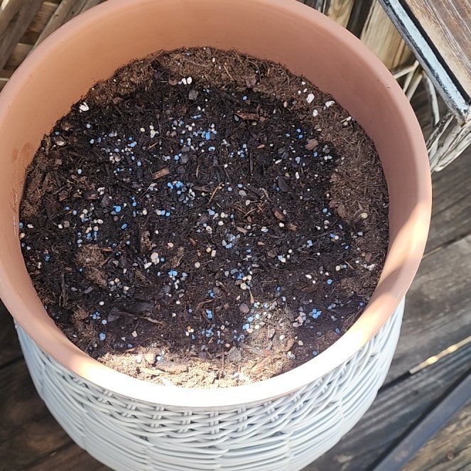 Photo of the plant species Cherry Belle Radish by @KeyCowpoison30 named Tad Radish on Greg, the plant care app