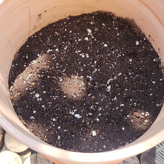 Photo of the plant species Walla Walla Onion by @KeyCowpoison30 named Wallie the Walla Walla on Greg, the plant care app