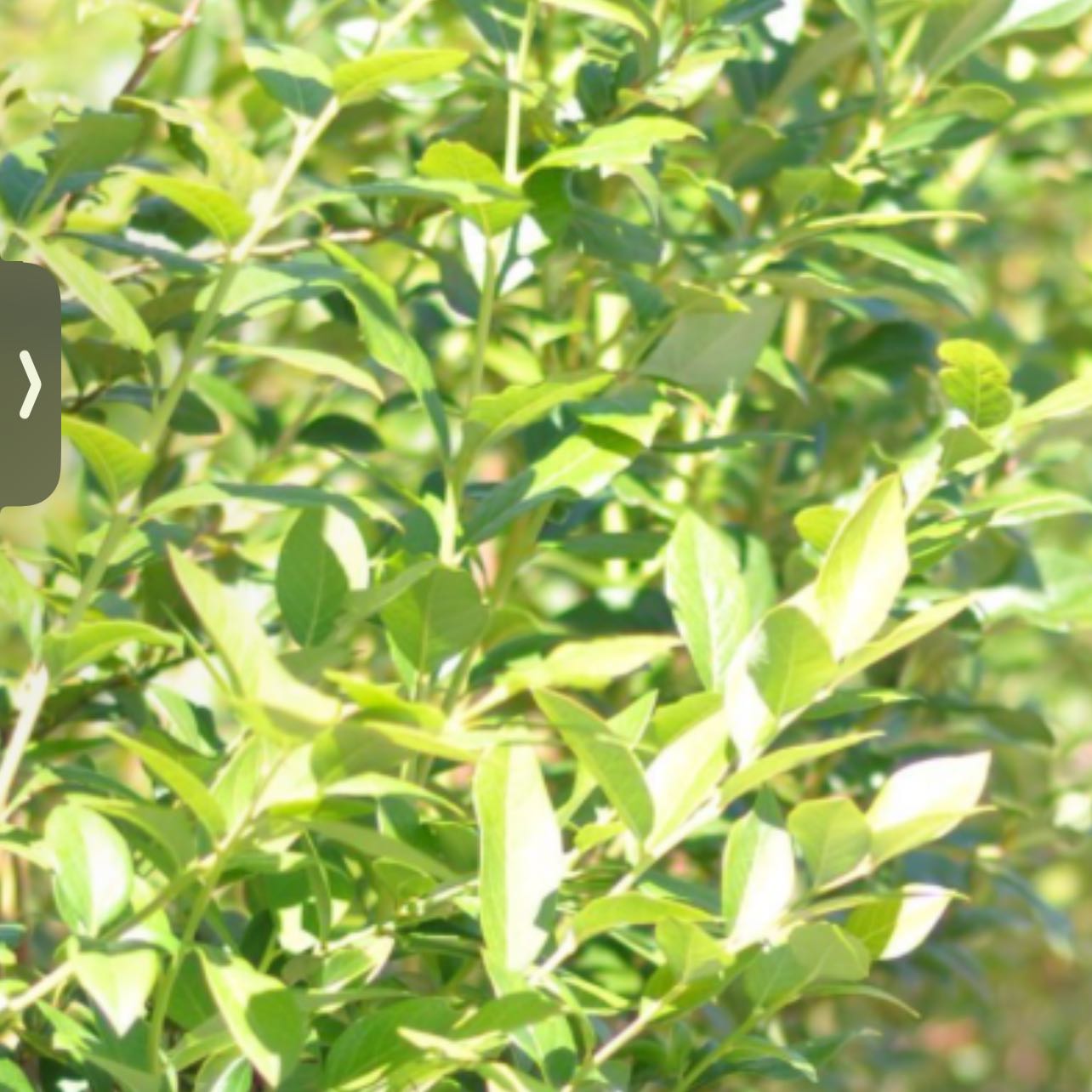 Photo of the plant species Blueberry 'Sharpblue' by @RadGuayule58 named Blueberry in on Greg, the plant care app