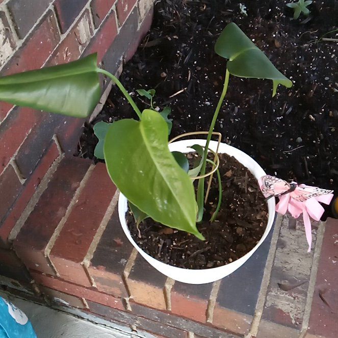 Photo of the plant species Medium Monsteriu by @SpeedyLancewood named Queen on Greg, the plant care app
