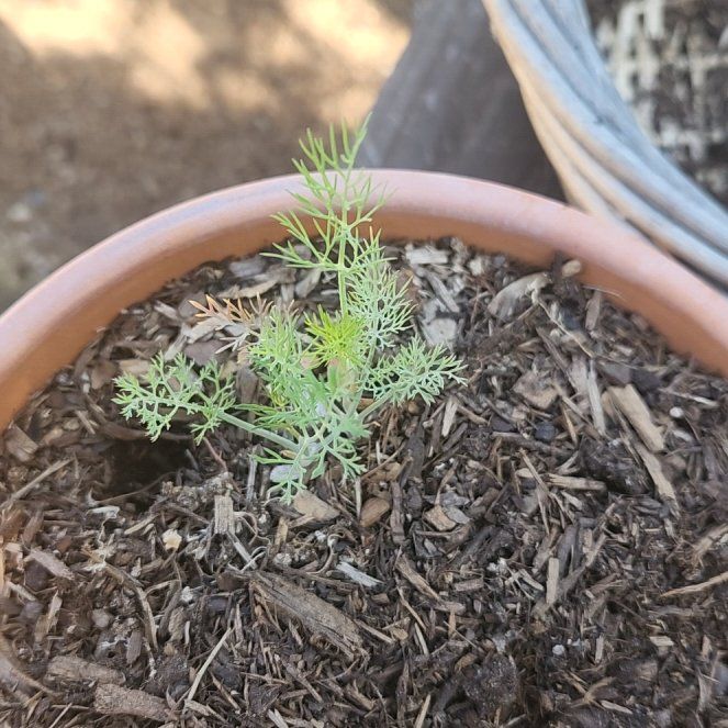 Photo of the plant species Dill by @ActiveAcajou97 named Gregarious on Greg, the plant care app