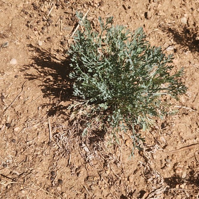 Photo of the plant species California Poppy by @ActiveAcajou97 named Sproutacus on Greg, the plant care app